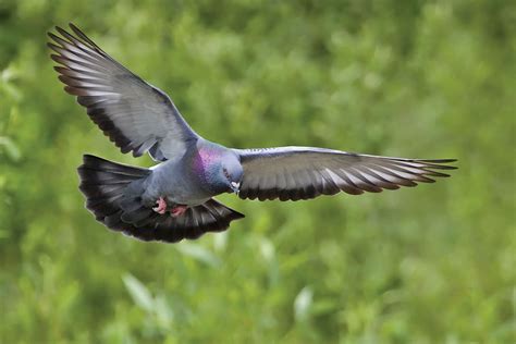 rockdove|rock dove facts and information.